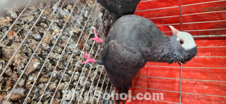 Khaki Gola Kosha Pure Breeding pair